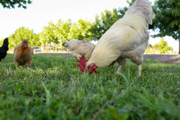 Gallinas y gallos juntos a la par