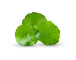 Asiatic leaves isolated on white background.