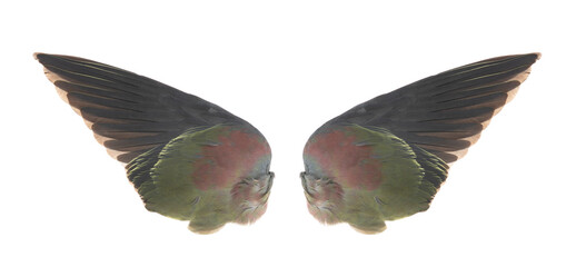 Obraz premium wings isolated on white background.