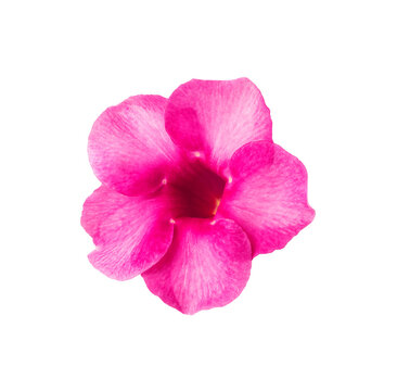  frangipani pink fiower on white background.