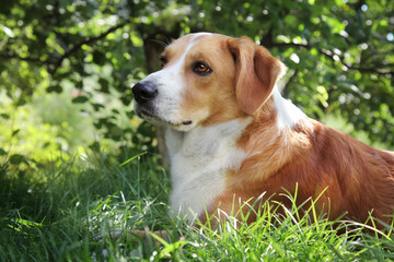 Portrait of adorable domestic dog on park.
