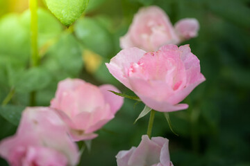Roses in the garden