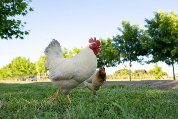 Gallinas y gallos juntos a la par