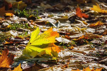 autumn leaf on the ground. beautiful sunlight on foliage