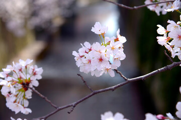 満開の桜