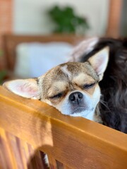Chihuahuas