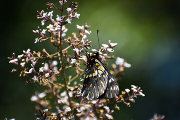 mariposa en primavera 
