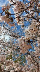 cherry blossom in spring