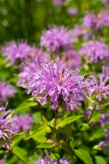 Fototapeta premium Purple Wildflowers