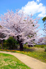 桜とマーガレット