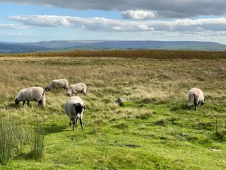Obraz premium Five sheep, grazing on the moor top, with hills in the far distance in, Barden, Skipton, UK