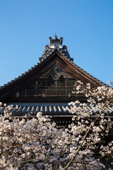 南禅寺法堂と桜