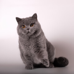 British shorthair cat on the studio background