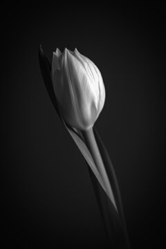 black and white tulip on black background with bud resting on leaf in the center 