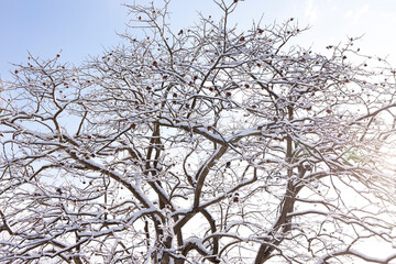 Fototapeta na wymiar 雪のつもった樹木