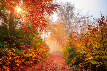 Road through a golden foggy forest