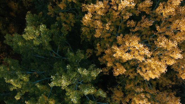 Top view of Autumn forest. Vibrant natural background of colorful Green and Yellow Treetops . Aerial top view of Autumn Trees in Forest. Fall Season Landscape. 