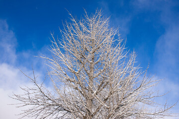 雪のつもった樹木と青空