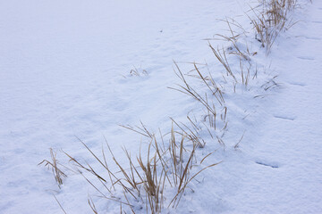Fototapeta na wymiar 降り積もった雪