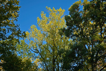 Sunrise lighting the top of an oak tree in autumn