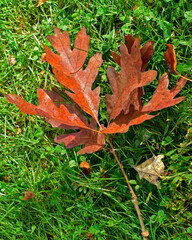White Oak twig in autumn