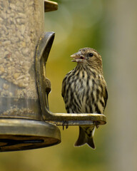 A Pine Siskin eating seeds from a feeder