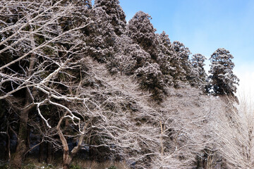 雪のつもった樹木