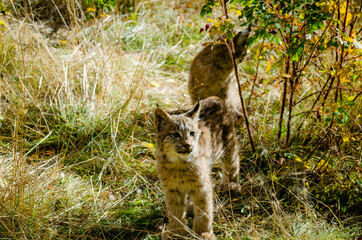Lynx kittens