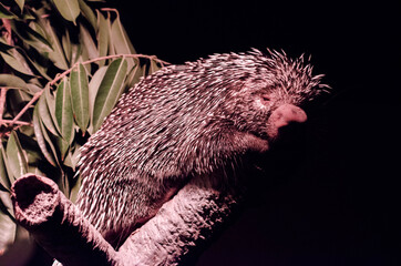 Reposando en el árbol