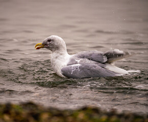 Seagull