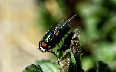 the fly