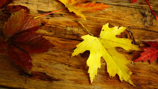 Autumn leaves on a wooden vintage board.
