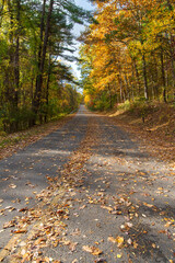 Obraz premium road in the autumn forest