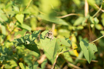 araña