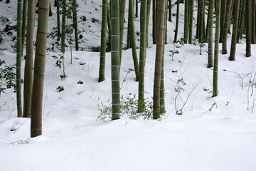 雪の積もった竹林