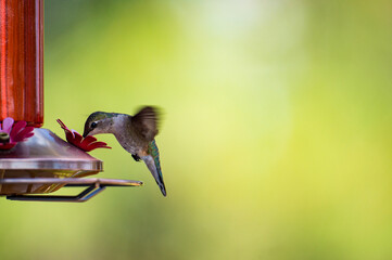 Hummingbird