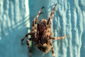 Orb weaver spider