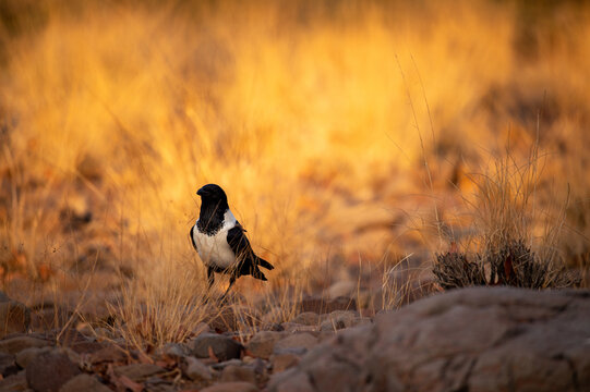 Pied Crow