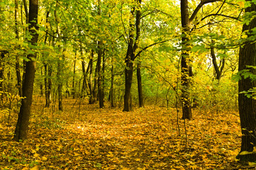 droga w jesiennym lesie