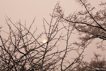 雪のつもった樹木