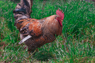 rooster walking on the grass