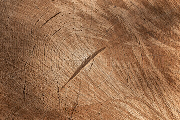 Naklejka premium chipped wood texture background. Wood cedar circle texture slice background.