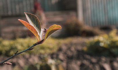 large green leaves on tree branches, view from below, selective focus, blurry background