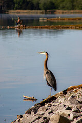 great blue heron
