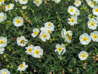 Fototapeta premium Pretty white flowers of a Helianthemum rock rose plant in a garden, variety The Bride