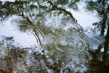 観自在王院跡（舞鶴ヶ池）