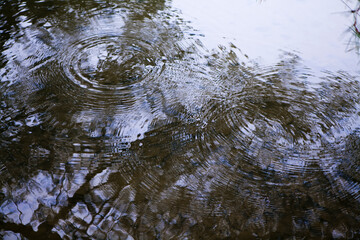 観自在王院跡（舞鶴ヶ池）