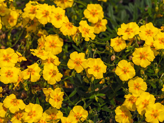 Pretty yellow flowers of a Helianthemum rock rose plant in a garden, variety Ben Fhada