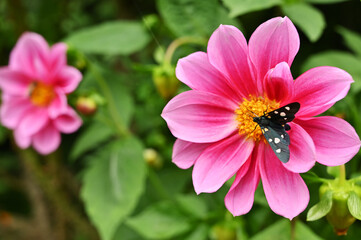 Fototapeta premium Flowers in garden with beautiful butterfly on it