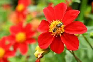 Garden flowers with honey bee on it